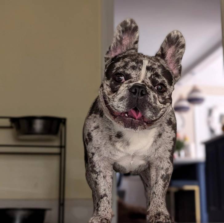Un Bantam Bulldog au pelage bicolore, se tenant à quatre pattes et regardant la caméra