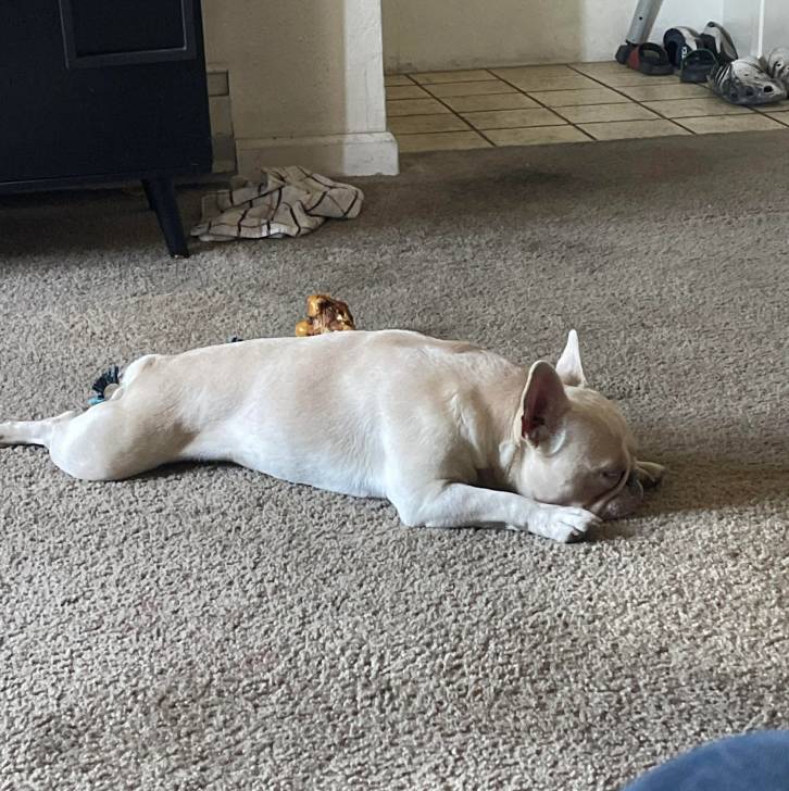 Un Bantam Bulldog allongé sur une moquette et semblant dormir 
