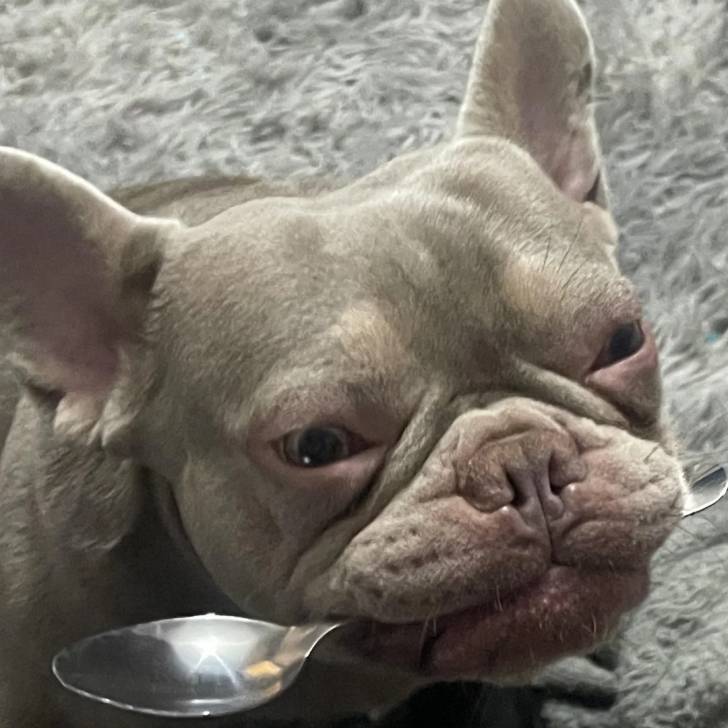 Gros plan d'un Bantam Bulldog tenant une cuillère dans sa gueule 