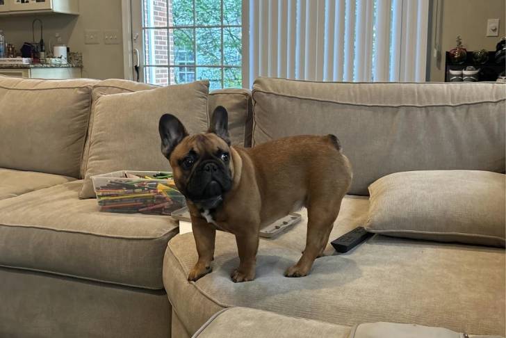Un Bantam Bulldog sur un canapé et semblant détendu 