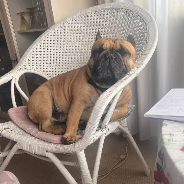 Un Bantam Bulldog au pelage fauve, assis dans une chaise et portant un nœud  autour du cou 