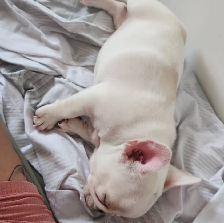 Un Bantam Bulldog au pelage blanc, allongé et semblant dormir 