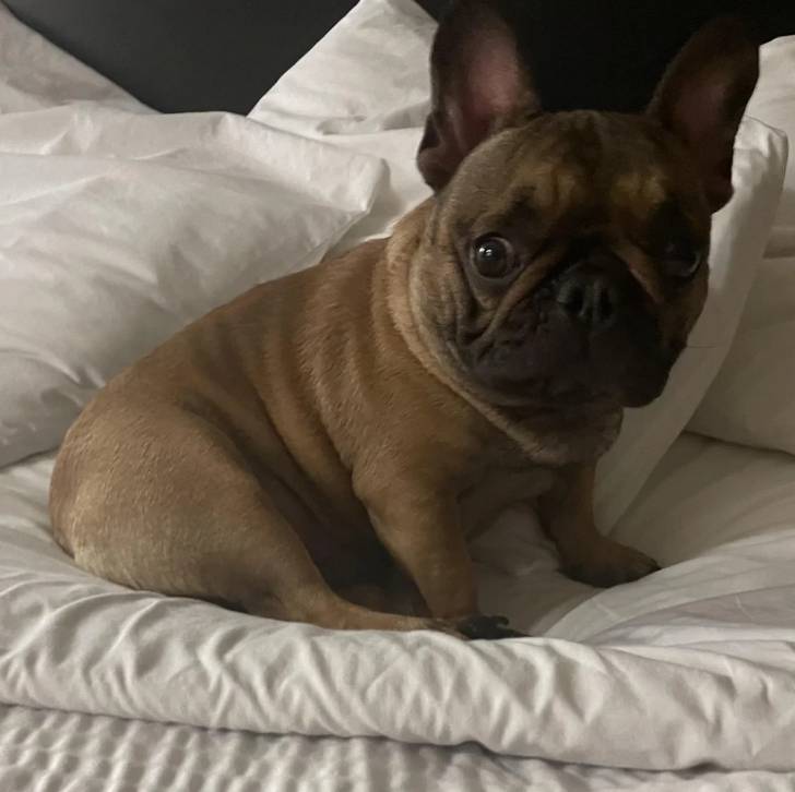 Un Bantam Bulldog assis sur un lit et regardant la caméra