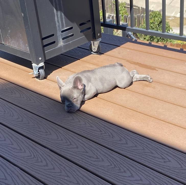 Un Bantam Bulldog allongé sur un plancher et regardant la caméra 