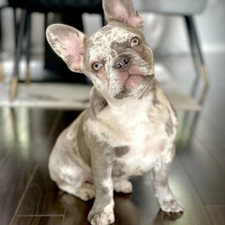 Un Bantam Bulldog au pelage bicolore, assis sur un plancher et semblant détendu 