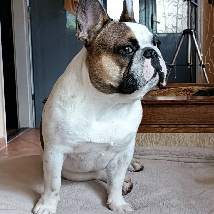 Un Bantam Bulldog au pelage bicolore, assis et regardant la caméra 
