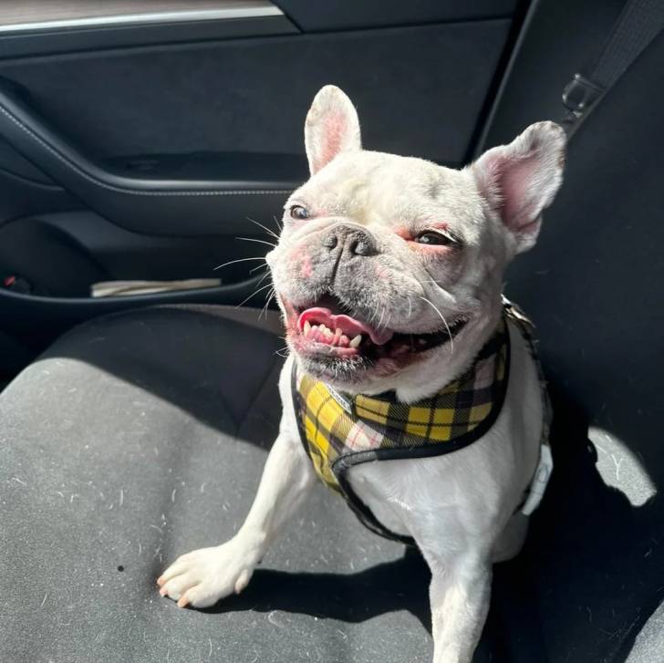 Un Bantam Bulldog au pelage blanc, assis sur le siège d'une voiture et portant un harnais 