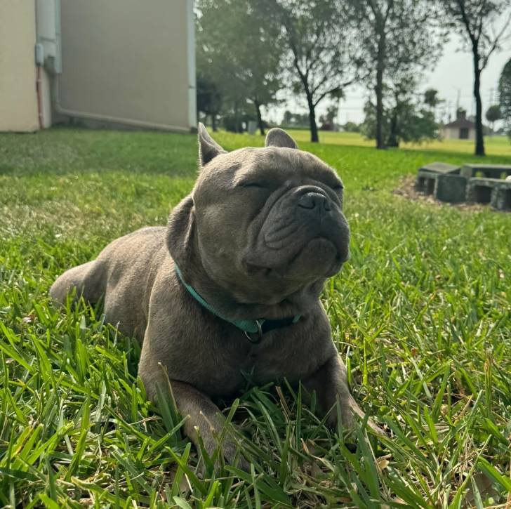 Un Bantam Bulldog allongé sur une surface gazonnée et portant un collier autour du cou 