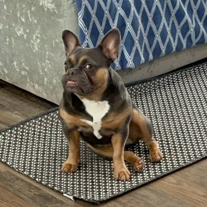 Un Bantam Bulldog au pelage tricolore, assis sur un tapis et dévisageant la caméra 
