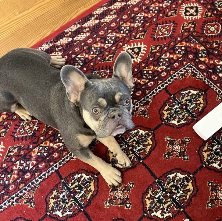 Un Bantam Bulldog au pelage bicolore, allongé sur un tapis et regardant la caméra 