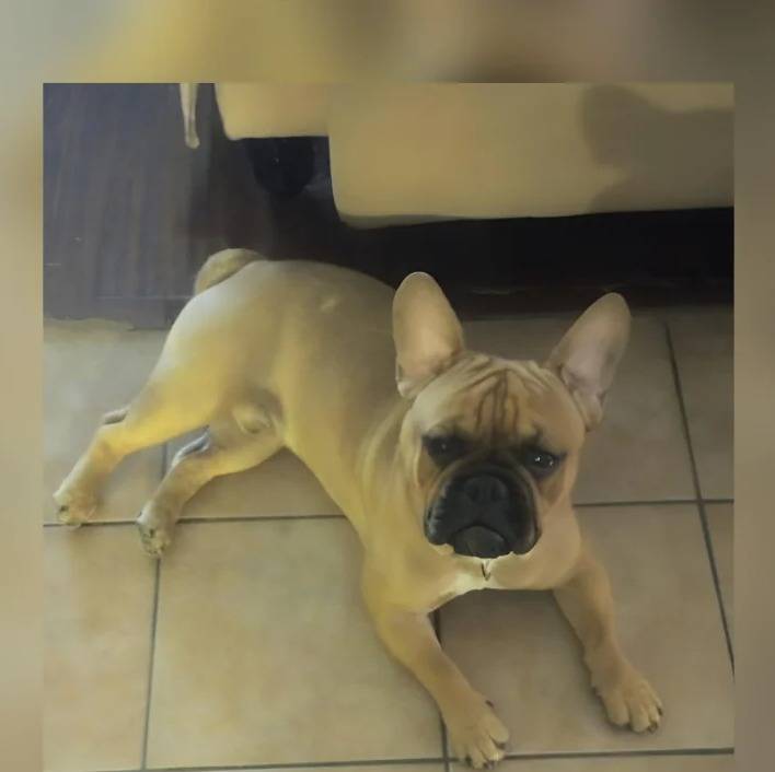 Un Bantam Bulldog au pelage bicolore, allongé sur un sol carrelé et regardant la caméra 