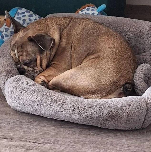 Un Bantam Bulldog au pelage fauve, allongé dans un panier et semblant dormir 