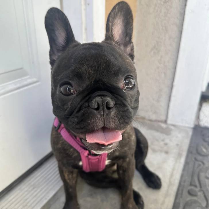 Un Bantam Bulldog au pelage bicolore, assis devant un porte et portant un harnais 