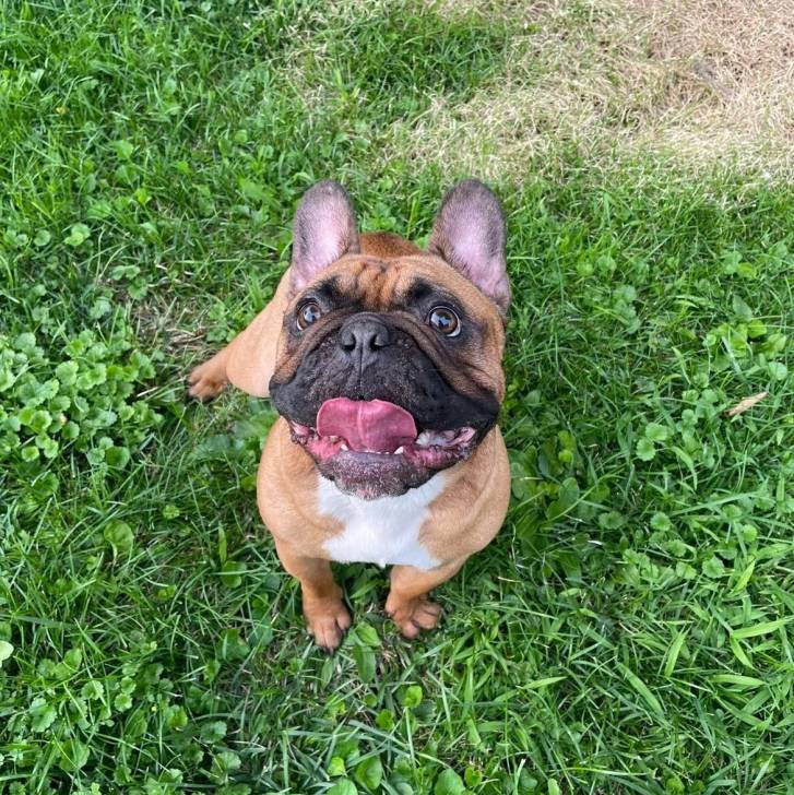 Un Bantam Bulldog au pelage bicolore, assis sur une surface herbacée et tirant la langue 