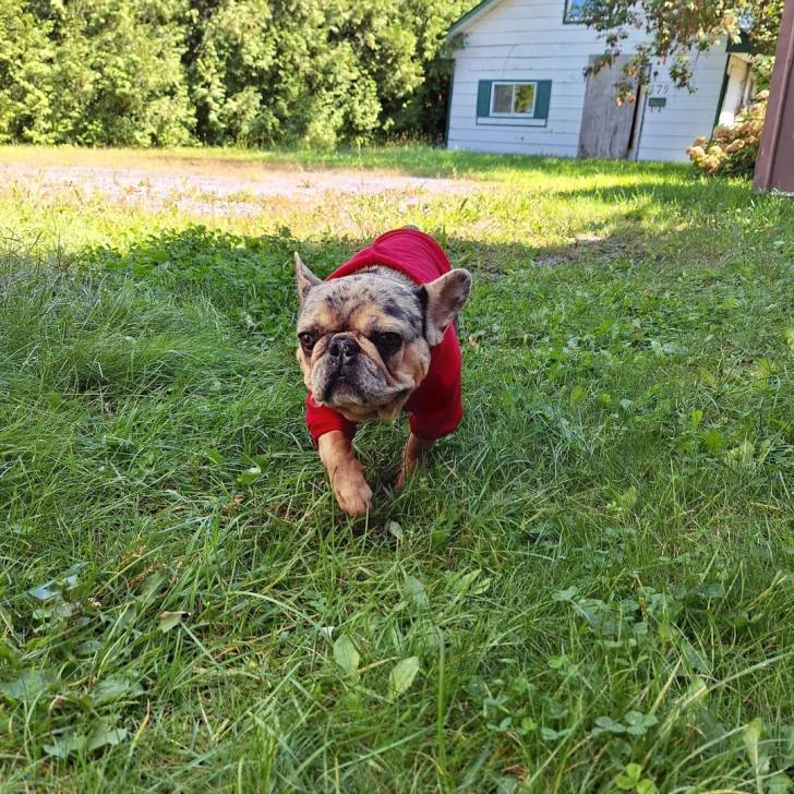 Un Bantam Bulldog au pelage bicolore, marchant sur une surface herbacée et portant un habit