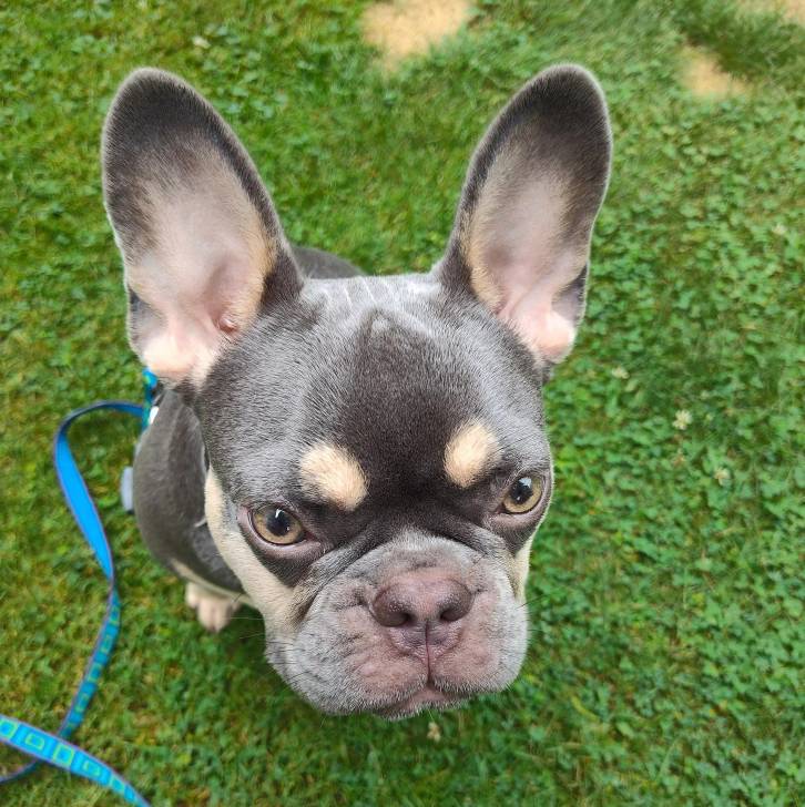 Un Bantam Bulldog au pelage bicolore, assis sur une surface gazonnée et qui est tenu en laisse