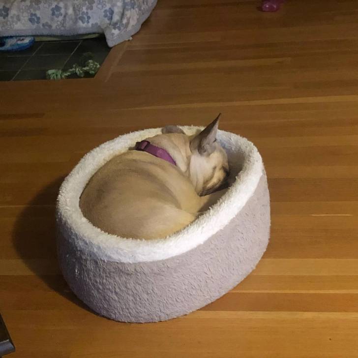 Un Bantam Bulldog au pelage fauve, allongé dans un panier et portant un collier autour du cou 