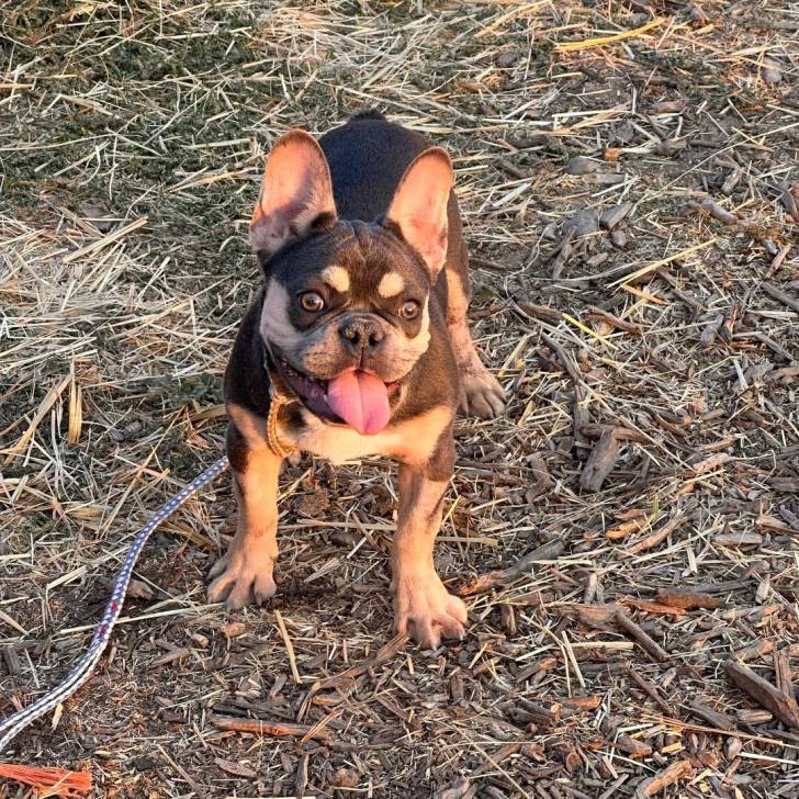 Un Bantam Bulldog au pelage bicolore, sur une surface herbacée et tirant la langue