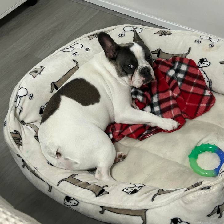 Un Bantam Bulldog au pelage bicolore, allongé dans un panier 