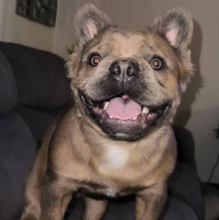 Un Bantam Bulldog au pelage bicolore, sur un canapé et ayant la gueule ouverte 
