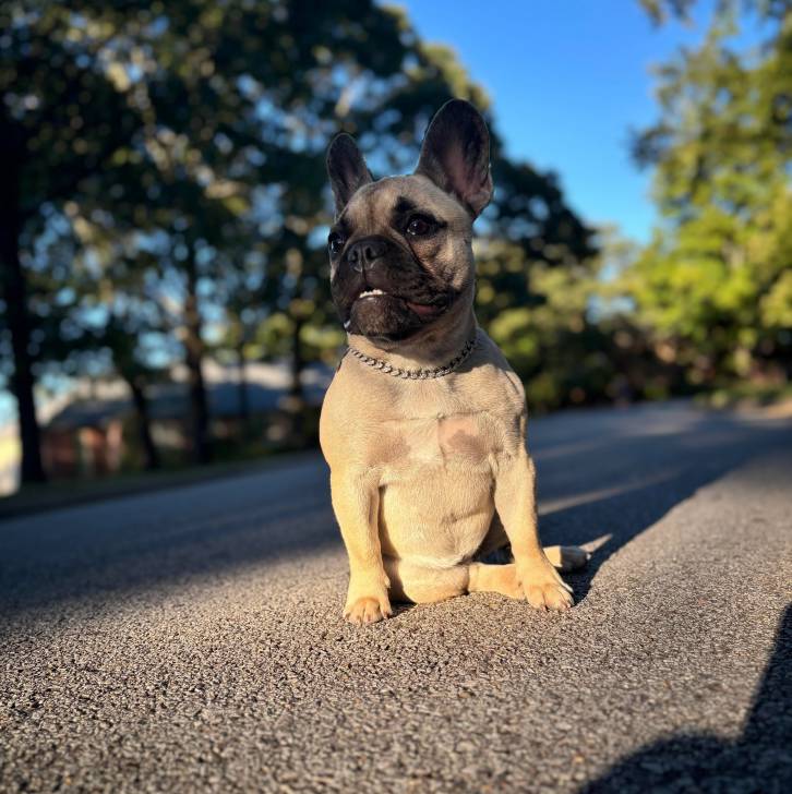Un Bantam Bulldog au pelage fauve, assis sur une route et portant un collier autour du cou