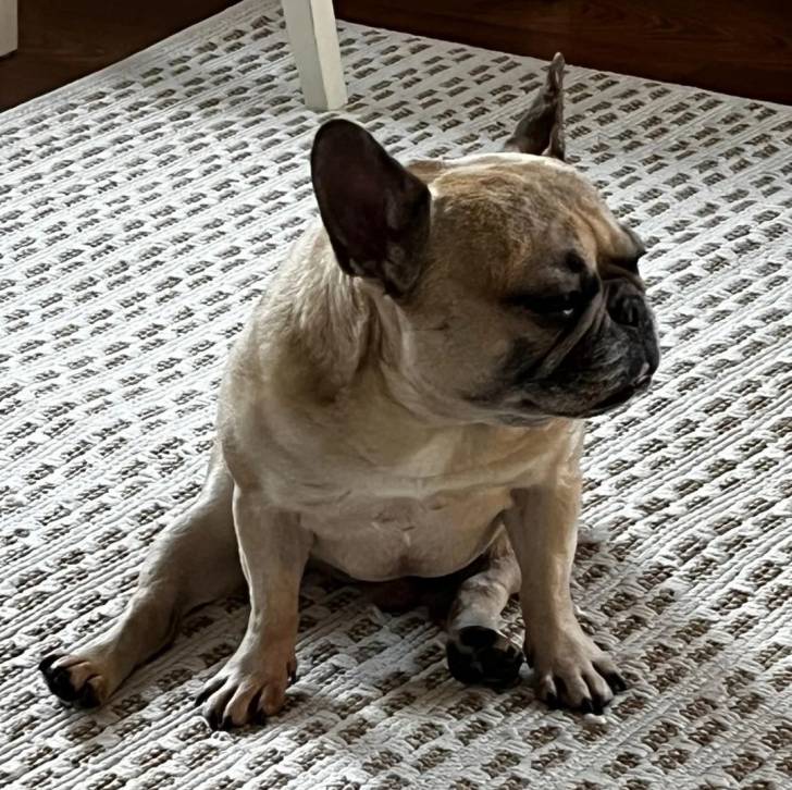 Un Bantam Bulldog au pelage bicolore, assis sur un tapis et semblant détendu 