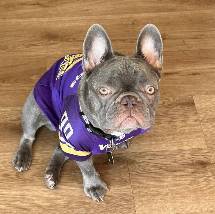 Un Bantam Bulldog au pelage bicolore, assis sur un plancher et portant un habit 