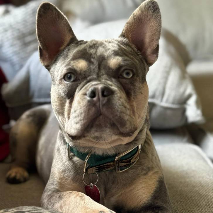 Un Bantam Bulldog au pelage bicolore, allongé sur un canapé et portant un collier autour du cou 
