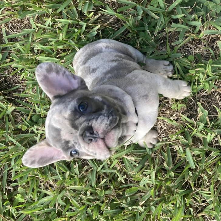 Un Bantam Bulldog au pelage bicolore, assis sur une surface herbacée et regardant la caméra 