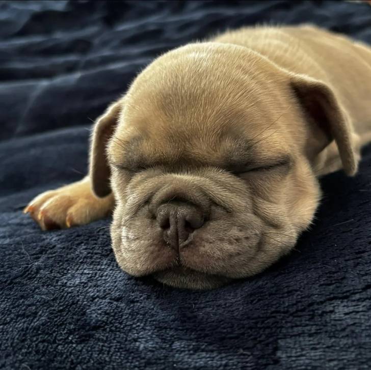 Un Bantam Bulldog au pelage fauve, allongé et semblant dormir