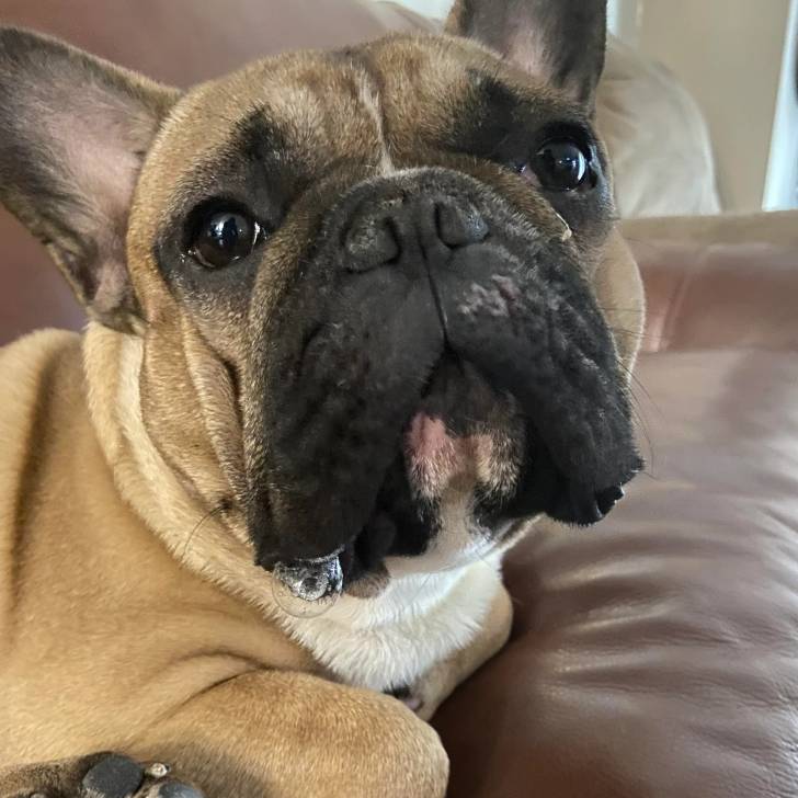 Un Bantam Bulldog au pelage bicolore, allongé  et semblant détendu