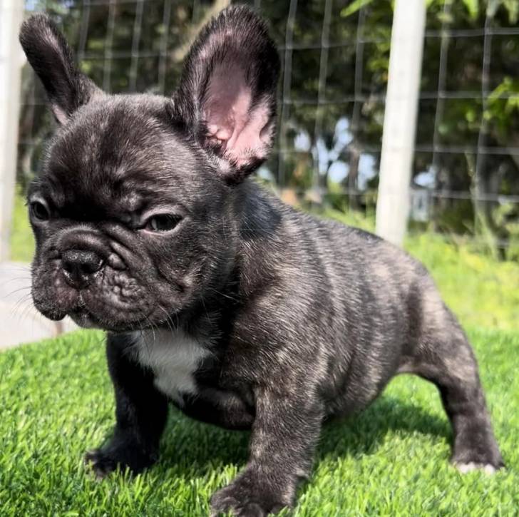 Un Bantam Bulldog au pelage bicolore, sur une surface herbacée et regardant la caméra 