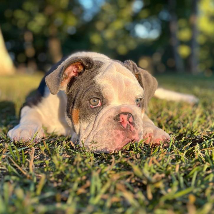 Un Bantam Bulldog au pelage tricolore, allongé sur une surface gazonnée et regardant la caméra 