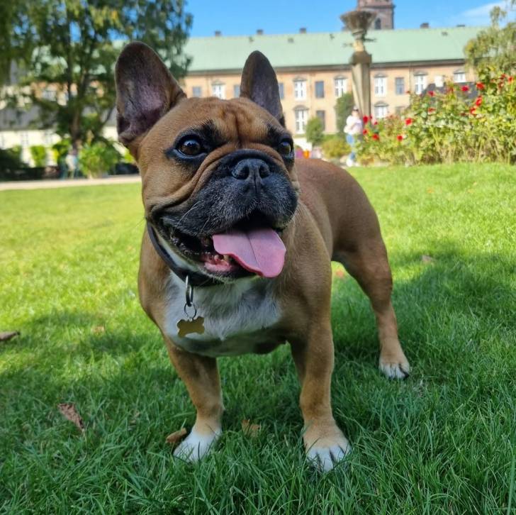 Un Bantam Bulldog au pelage bicolore, sur une surface gazonnée et portant un collier autour du cou