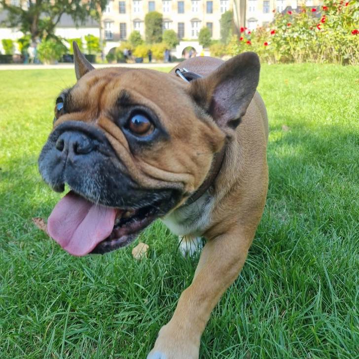 Un Bantam Bulldog au pelage bicolore, marchant sur une surface gazonnée et portant un collier autour du cou