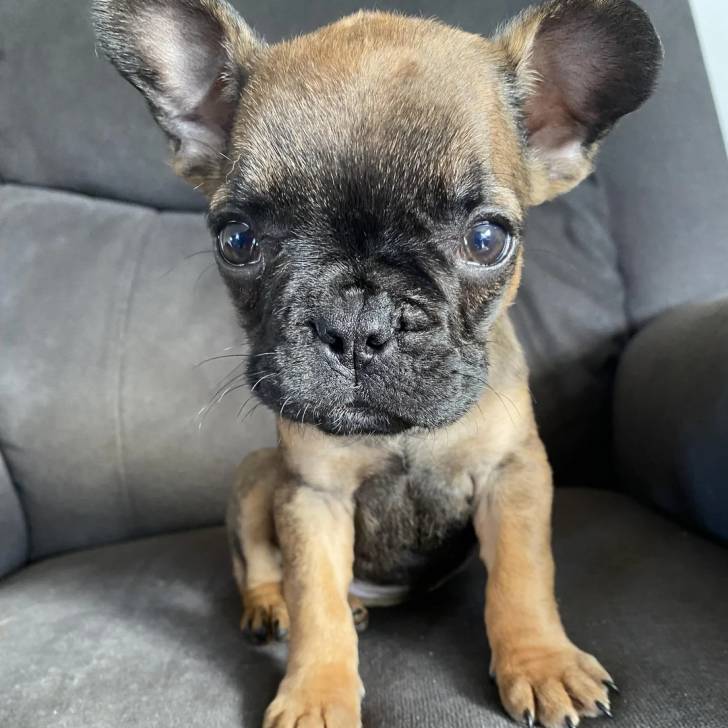 Un Bantam Bulldog au pelage bicolore, assis sur un canapé et regardant la caméra 