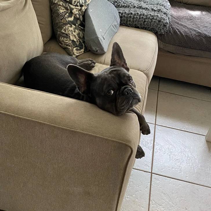 Un Bantam Bulldog au pelage bicolore, allongé sur un canapé et regardant la caméra 