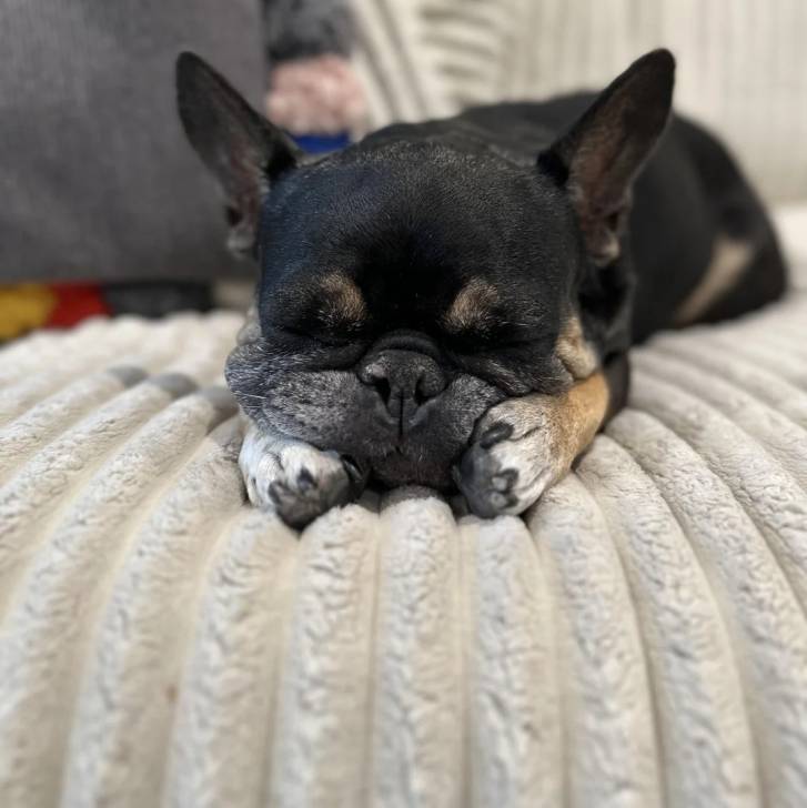Un Bantam Bulldog au pelage bicolore, allongé et semblant dormir