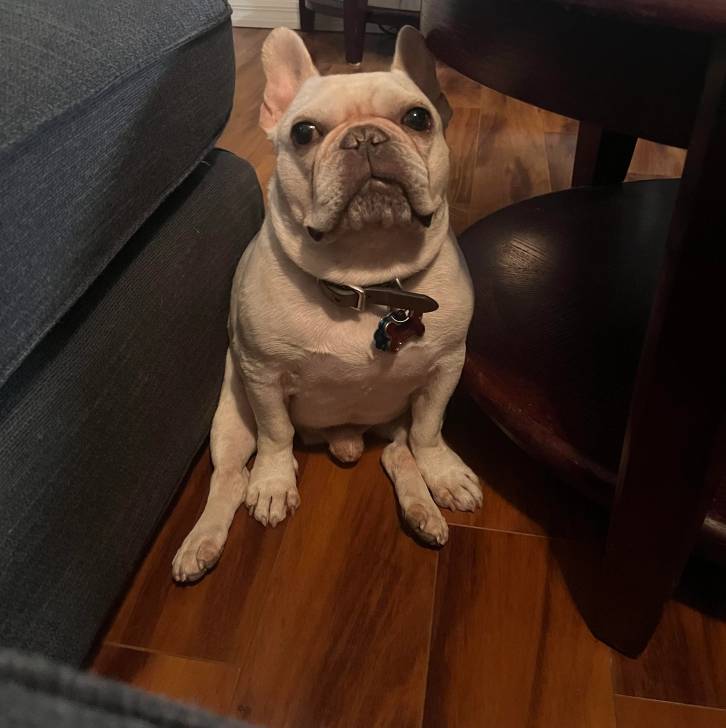 Un Bantam Bulldog au pelage blanc, assis sur un plancher et portant un collier autour du cou 