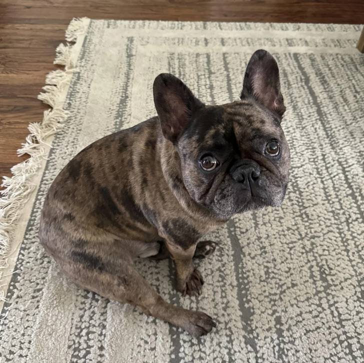 Un Bantam Bulldog au pelage bicolore, assis sur un tapis et regardant la caméra 