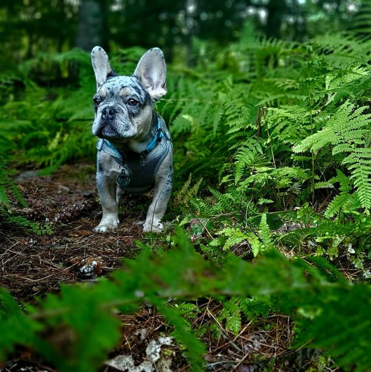 Un Bantam Bulldog au pelage bicolore, sur une surface herbacée et portant un harnais 