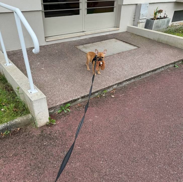 Un Bantam Bulldog au pelage fauve, sur une surface terrassée et qui est tenu en laisse 