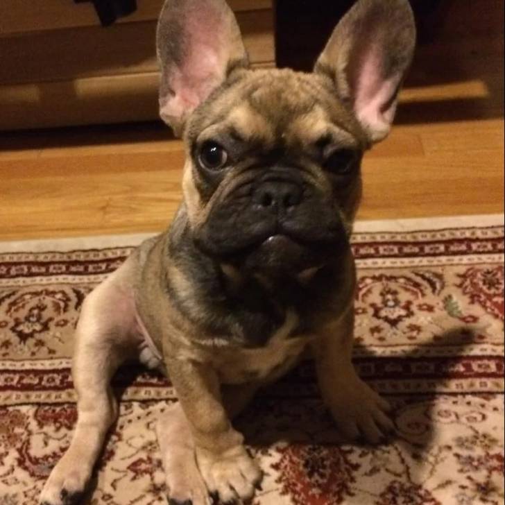 Un Bantam Bulldog au pelage bicolore, assis sur un tapis et regardant la caméra 