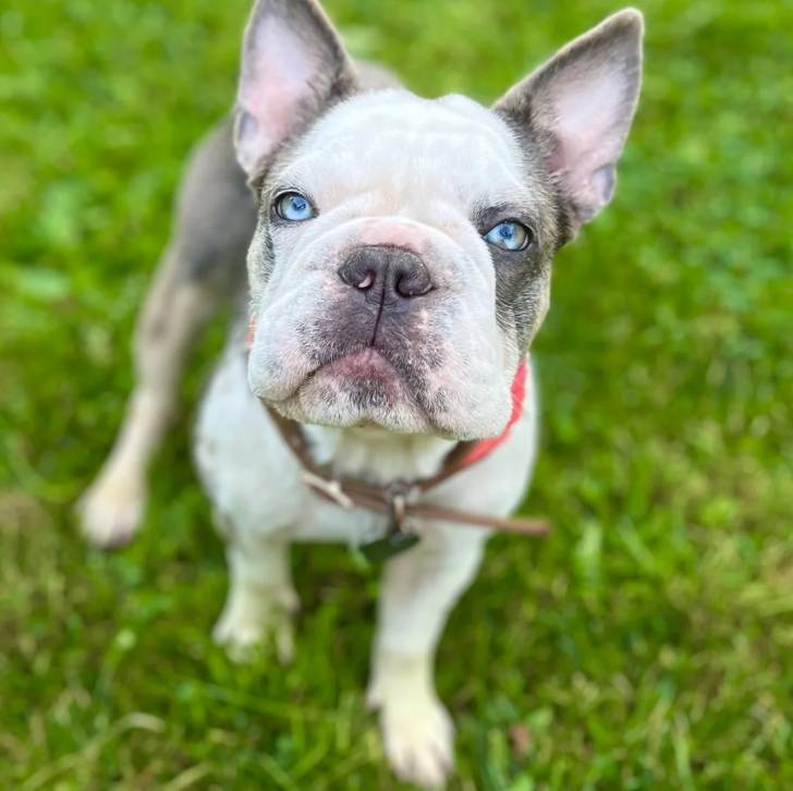 Un Bantam Bulldog au pelage bicolore, marchant sur une surface herbacée et portant un collier autour du cou