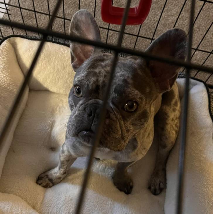 Un Bantam Bulldog au pelage bicolore, assis dans un panier et regardant la caméra 