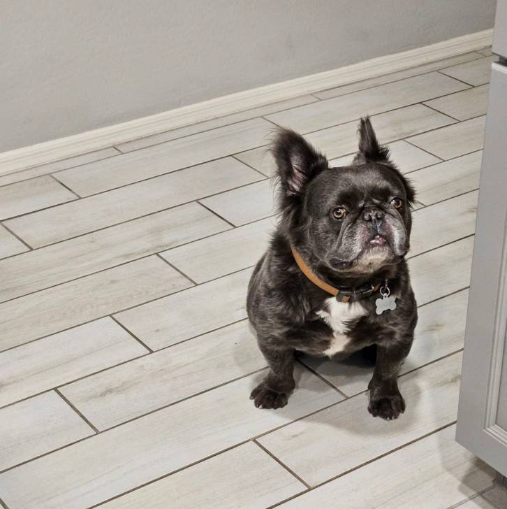 Un Bantam Bulldog au pelage bicolore, assis sur un sol carrelé et portant un collier autour du cou 
