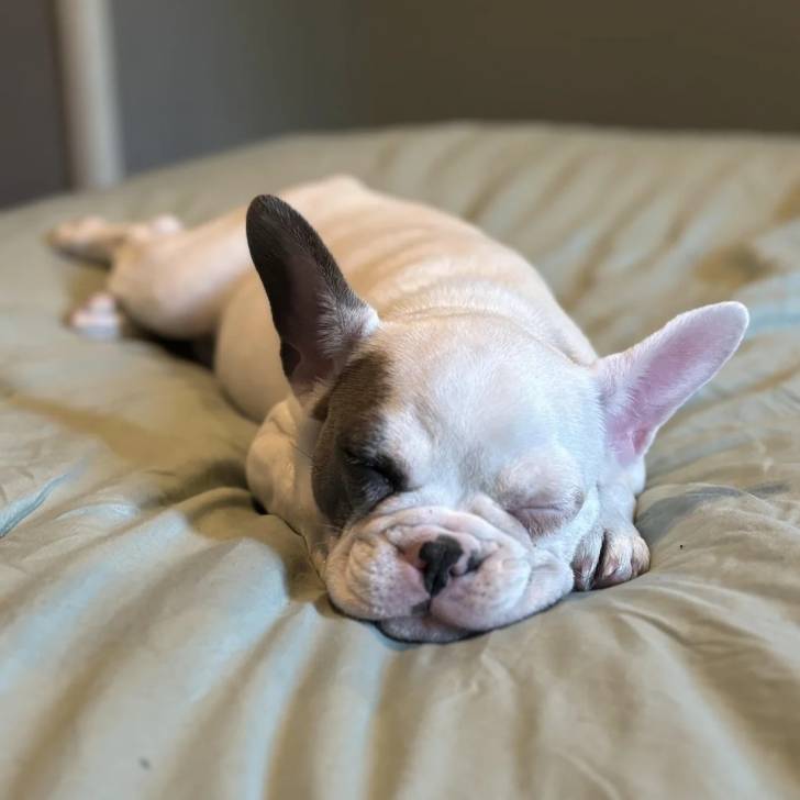 Un Bantam Bulldog au pelage blanc, allongé sur un lit et semblant dormir 