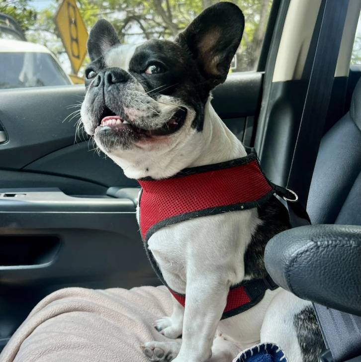 Un Bantam Bulldog au pelage bicolore, assis sur le siège d'une voiture et portant un harnais 