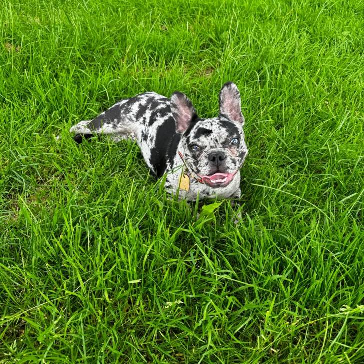Un Bantam Bulldog au pelage bicolore, allongé sur une surface herbacée et portant un collier autour du cou