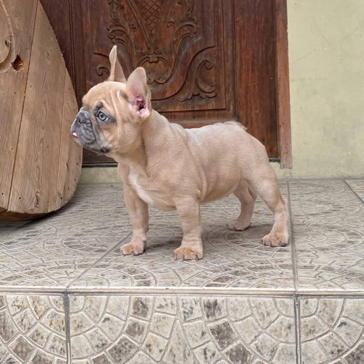 Un Bantam Bulldog au pelage bicolore, se tenant à quatre pattes devant une porte